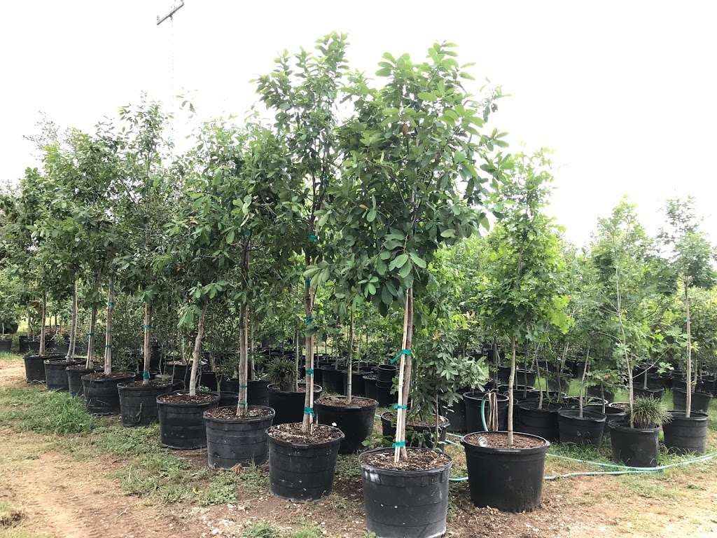 Garcias Tree Sales | 17420 West Loop 1604 South, Von Ormy, TX 78073, USA | Phone: (210) 622-0056