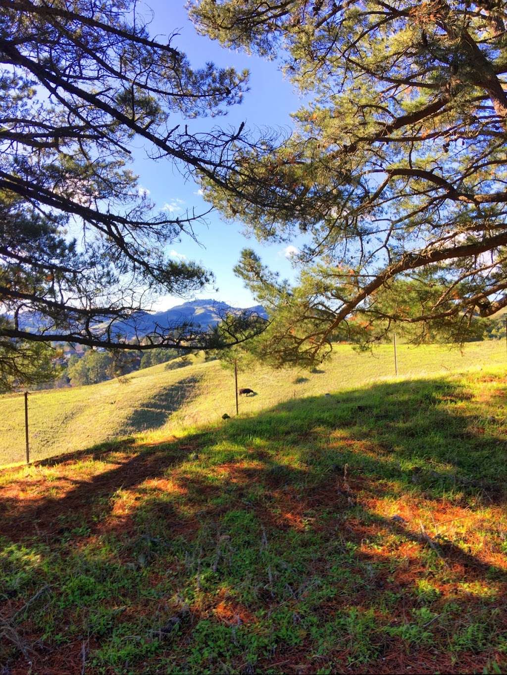 Mulholland Ridge Open Space | 37°5105. 122°0747. 1100, Donald Dr, Moraga, CA 94556, USA | Phone: (925) 888-7045