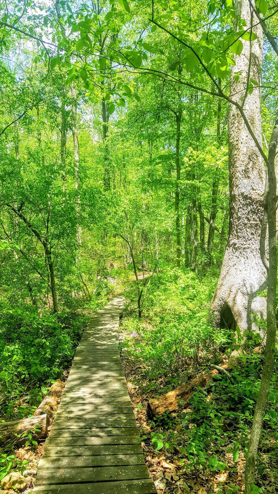 Shadys Pond Conservation Area | Waltham, MA 02452, USA