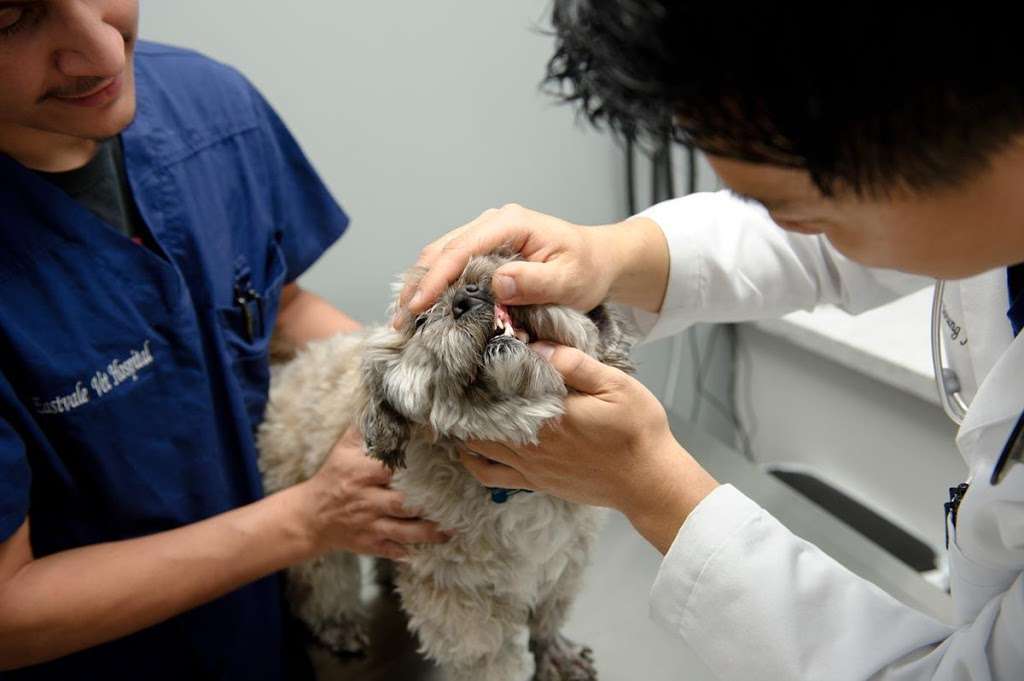 Eastvale Veterinary Hospital | 12672 Limonite Ave #3a, Eastvale, CA 92880, USA | Phone: (951) 763-8800