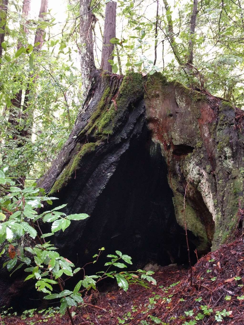 Pescadero Creek Park | California, USA