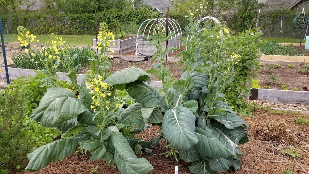 Lake Highlands Community Garden | 7901 Goforth Rd, Dallas, TX 75238, USA