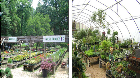 Country Nursery | 3330 Spencerville Rd, Burtonsville, MD 20866, USA | Phone: (301) 421-9593