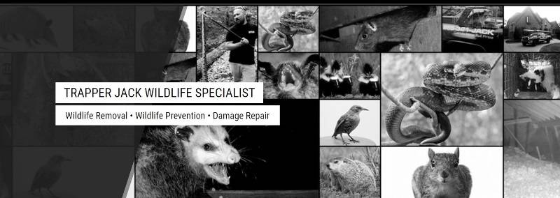 Trapper Jack Wildlife Specialist | 3706 Hillsboro Pike, Nashville, TN 37215, USA | Phone: (615) 469-6000