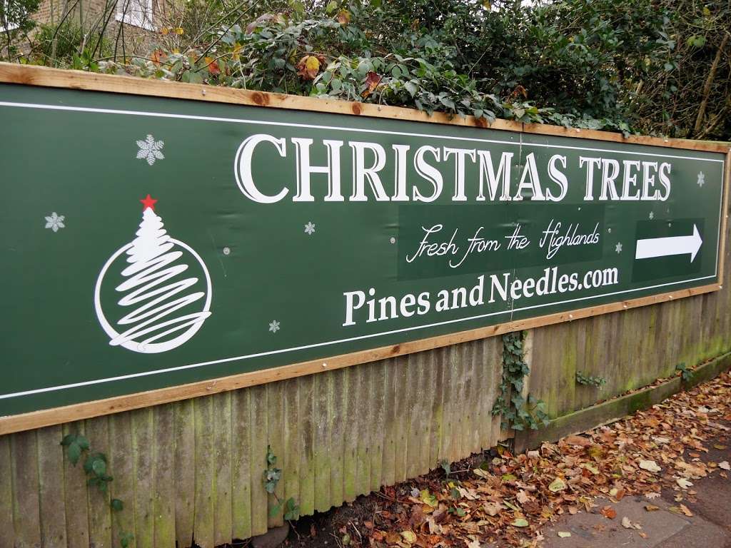 Pines and Needles | KENWOOD HOUSE, Hampstead Lane, Highgate, London NW3 7JR, UK | Phone: 020 3598 4877