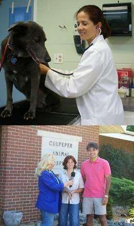 Culpeper Animal Hospital | 441 Aspen St, Culpeper, VA 22701, USA | Phone: (540) 829-9085