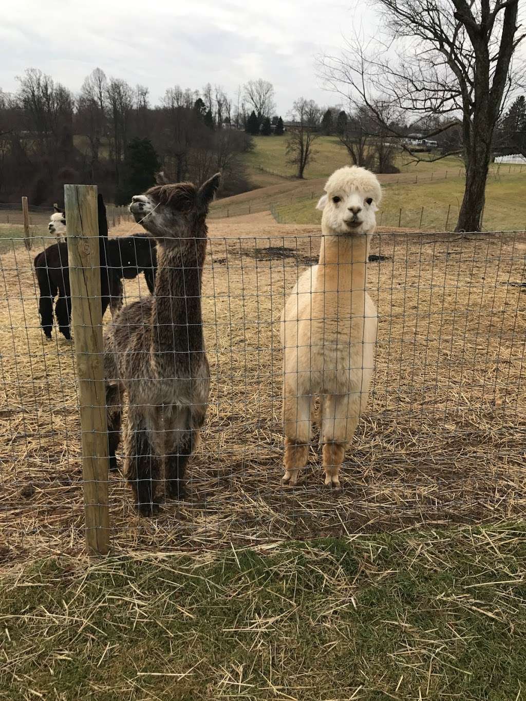 Three Oaks Farm Alpacas | 1437 Sharon Acres Rd, Forest Hill, MD 21050, USA | Phone: (443) 310-0143