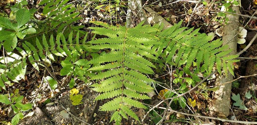 Natural Lands Trust Harold N. Peek Preserve | 2100 S 2nd St, Millville, NJ 08332 | Phone: (610) 353-5587