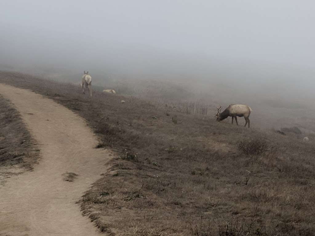 Elk Reserve | Tomales Point Trail, Inverness, CA 94937, USA