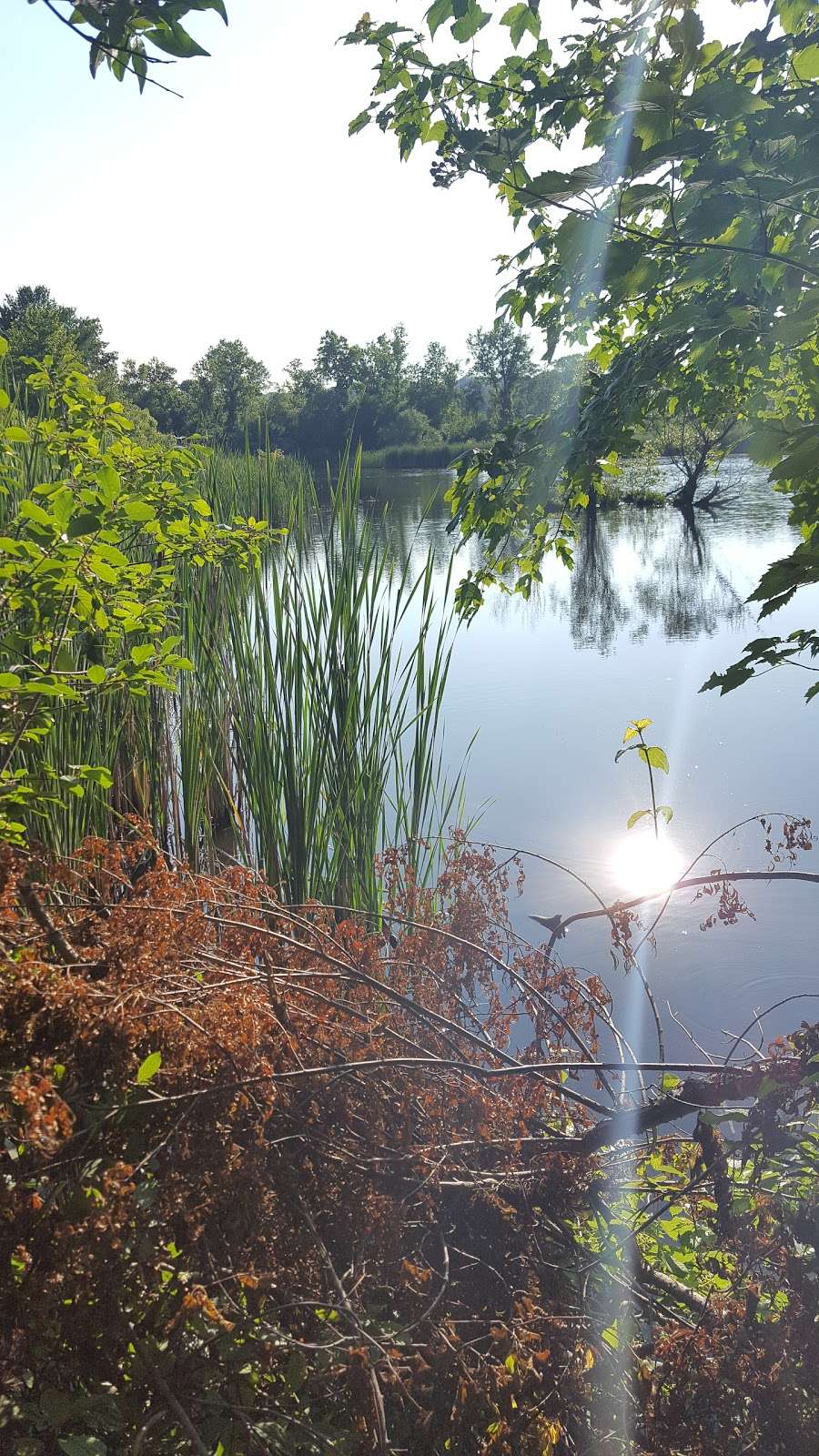 Woburn Community Gardens | Garden St, Woburn, MA 01801, USA | Phone: (781) 897-5933