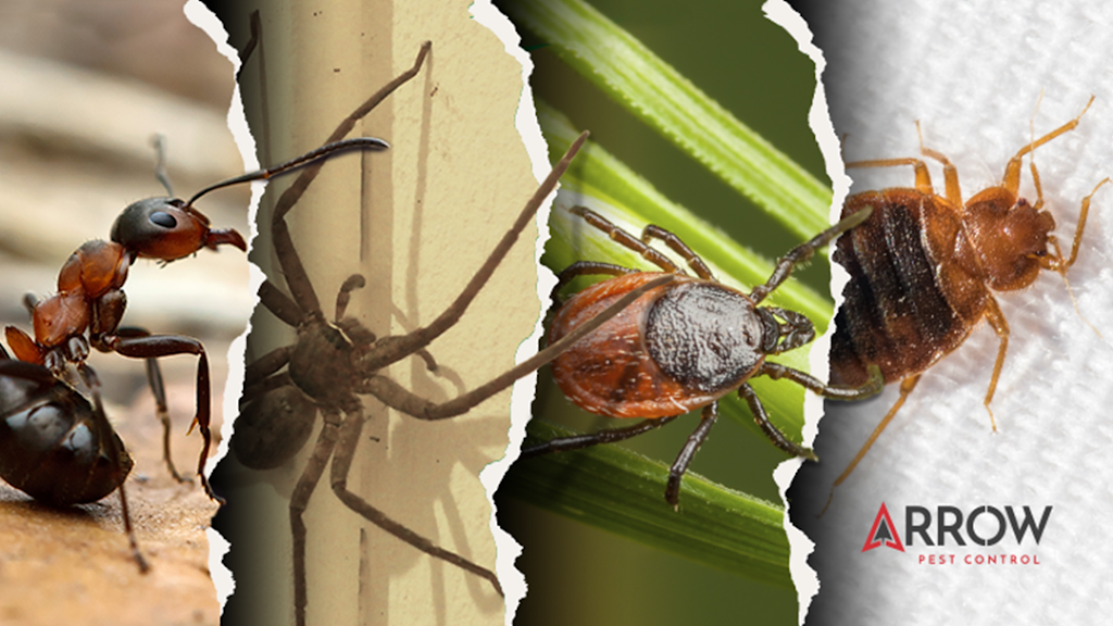 Arrow Pest Control | 200-B Campus Dr, Morganville, NJ 07751, USA | Phone: (732) 536-6500