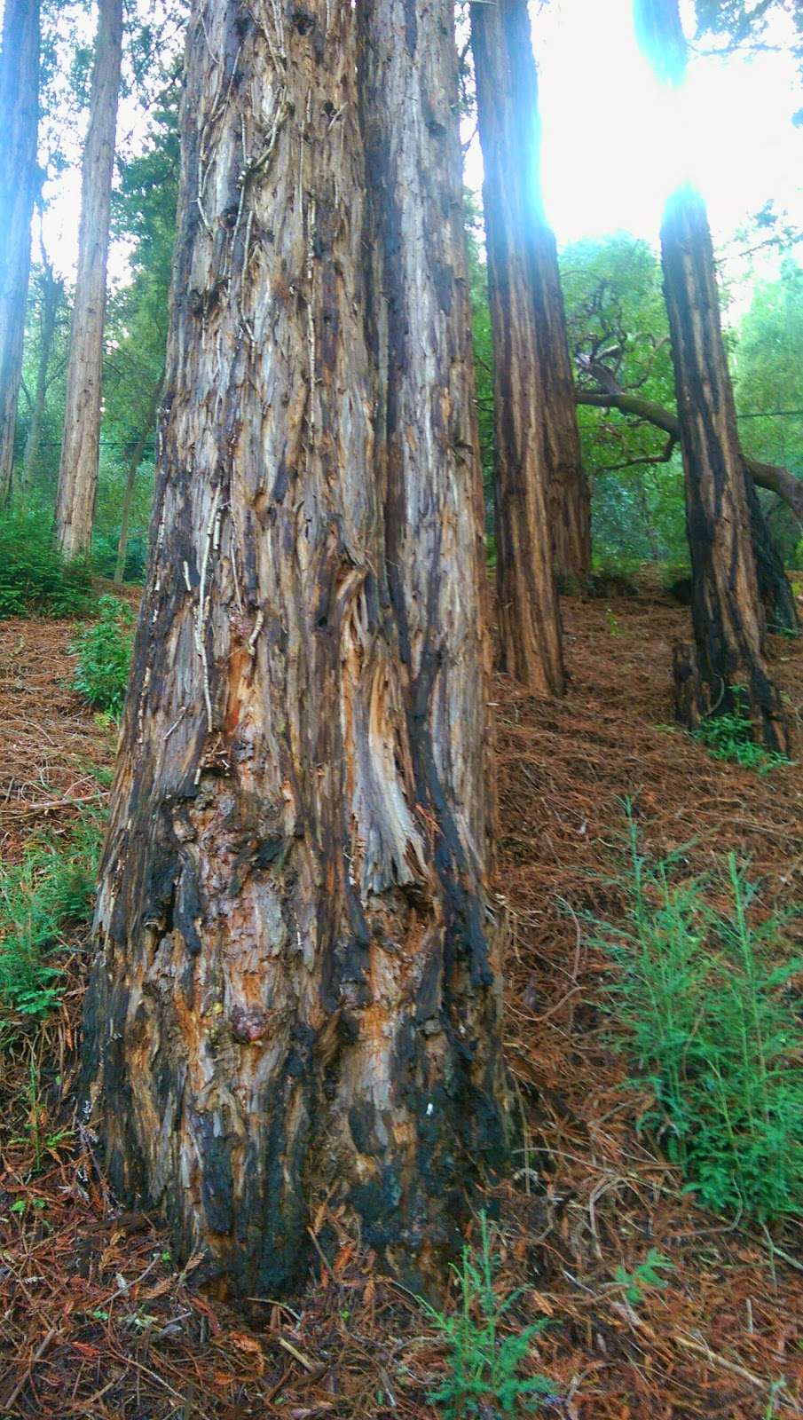 Teague Hill Open Space Preserve | Summit Spring Rd, Woodside, CA 94062, USA | Phone: (650) 691-1200