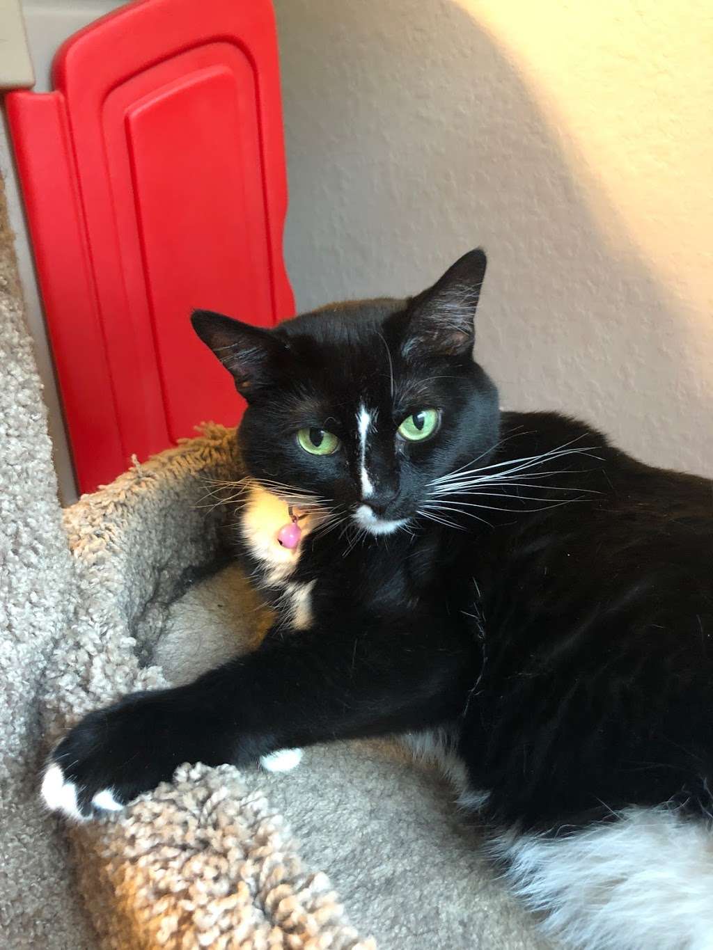 Happy Paws Fit & Sit | 6922 Elusive Pass, San Antonio, TX 78233, USA | Phone: (210) 560-3461