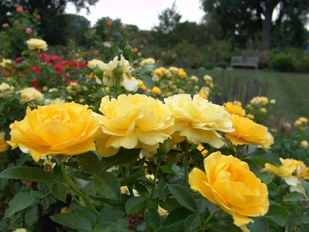 Dean Bond Rose Garden | 500 College Ave, Swarthmore, PA 19081, USA | Phone: (610) 328-8025