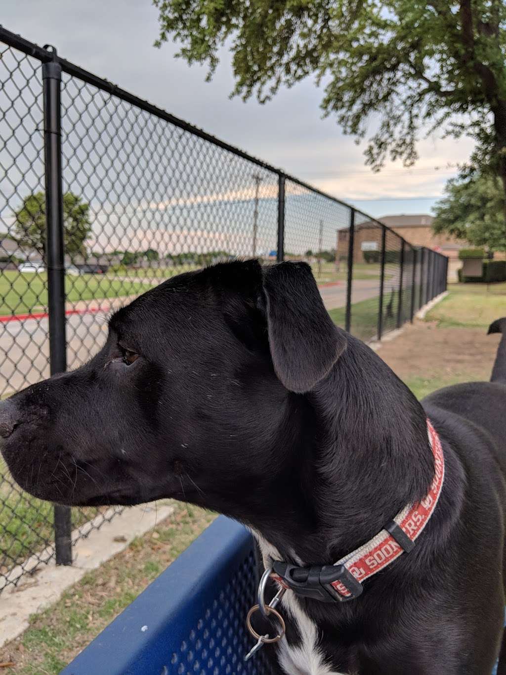 Rosemeade Dog Park | 1330 E Rosemeade Pkwy, Carrollton, TX 75007, USA | Phone: (972) 466-3080