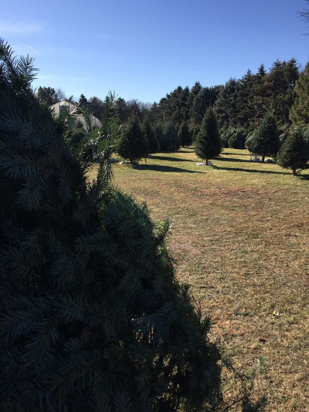 Gorman Tree Farm** Closed for the season** | 6607 W Bruns Rd, Monee, IL 60449, USA | Phone: (708) 534-2375