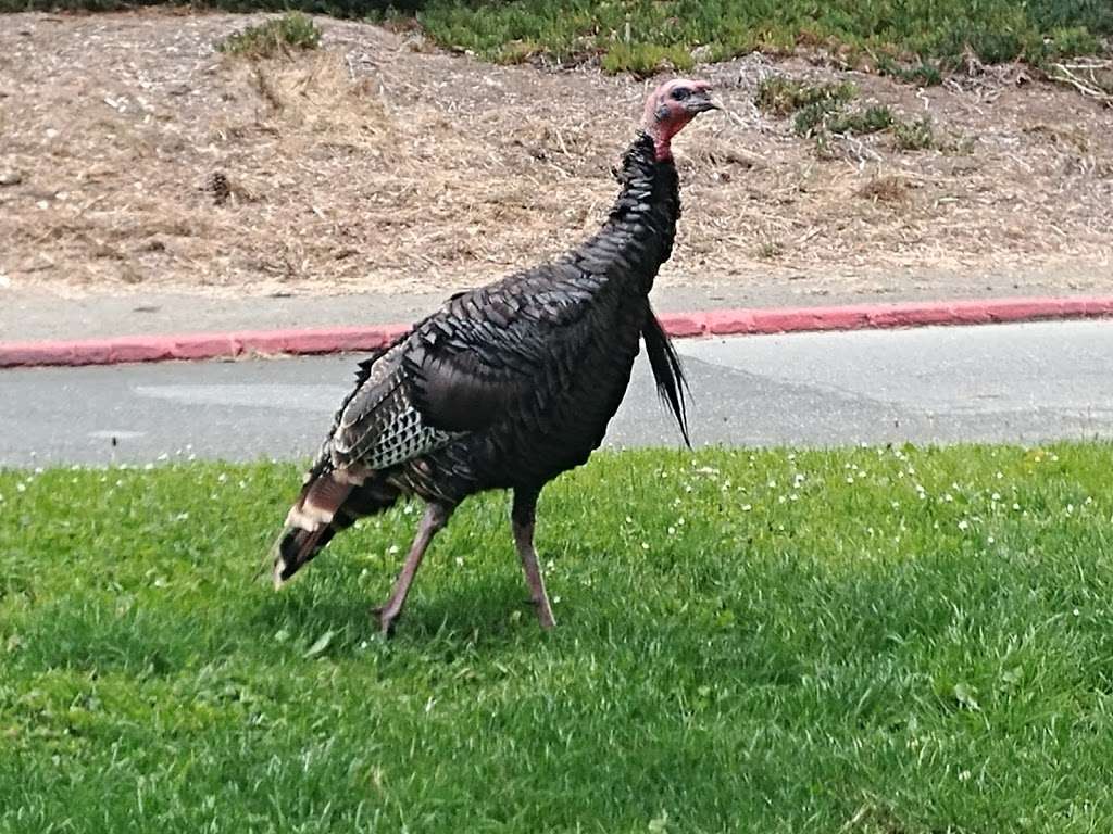 Horseshoe Park | 101 Seawall Dr, Berkeley, CA 94710, USA | Phone: (510) 981-6731