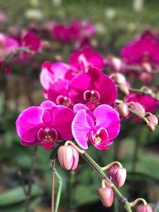 South Coast Orchids | 805 Mar Vista Dr, Vista, CA 92081, USA | Phone: (760) 940-8000