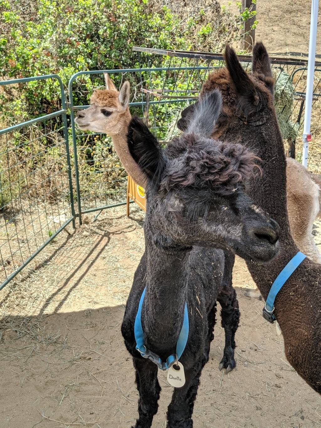 A Simpler Time-Alpacas & Mill | 1802 Alta Pl, El Cajon, CA 92021, USA | Phone: (619) 579-9114