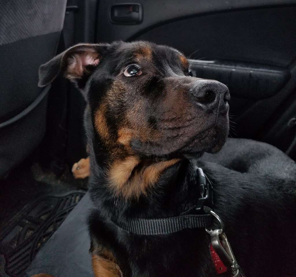 Atglen Veterinary Hospital: Clark Karen DVM | 150 Pine Creek Dr, Christiana, PA 17509, USA | Phone: (610) 593-6132 Atglen Veterinary Hospital: Clark Karen DVM | 150 Pine Creek Dr, Christiana, PA 17509, USA | Phone: (610) 593-6132