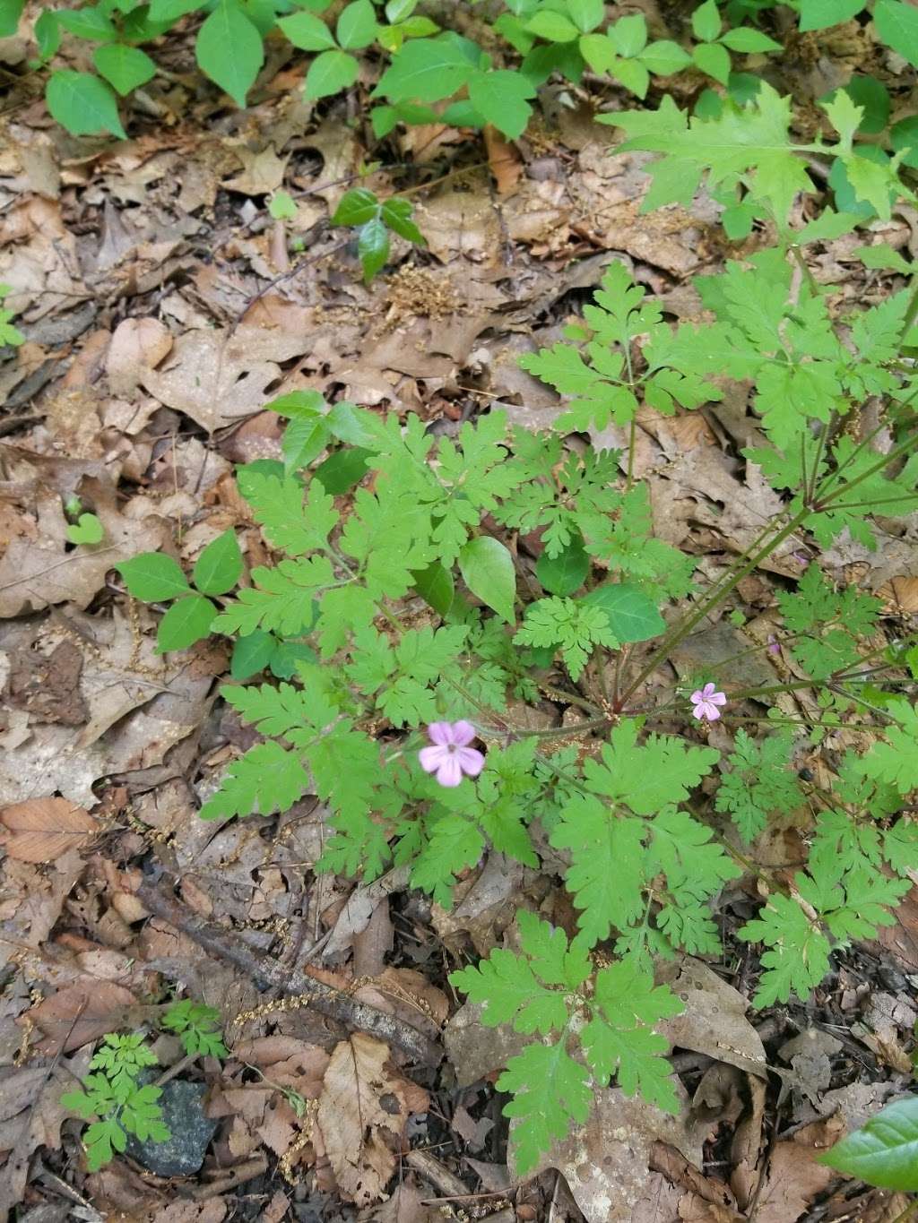 Beverly Commons Conservation Area | Greenwood Ave, Beverly, MA 01915, USA