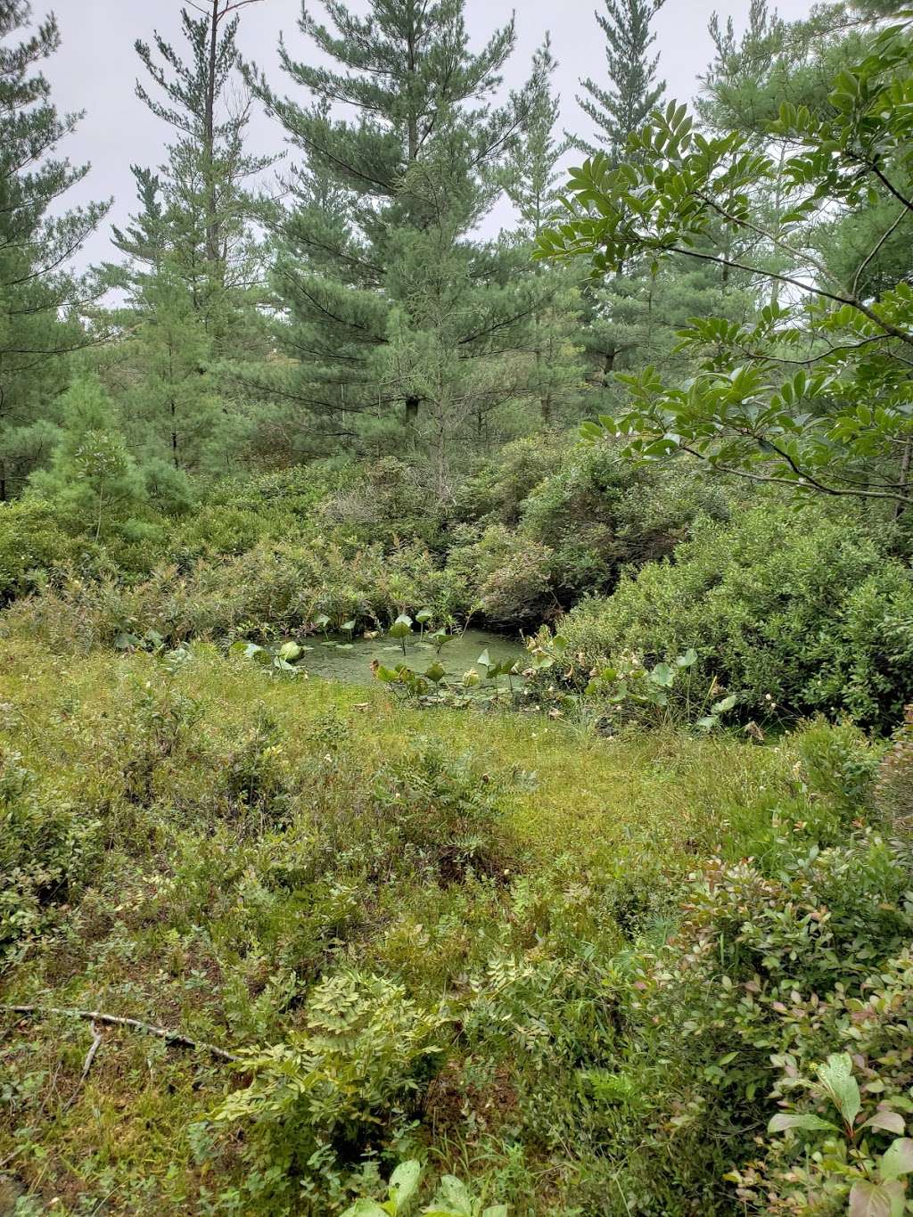 Pinhook Bog | 945 N Wozniak Rd, La Porte, IN 46350, USA | Phone: (219) 395-1882