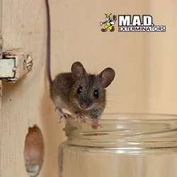 M.A.D. Exterminators Inc. | 78 S Trooper Rd, Norristown, PA 19403, USA | Phone: (610) 539-3180