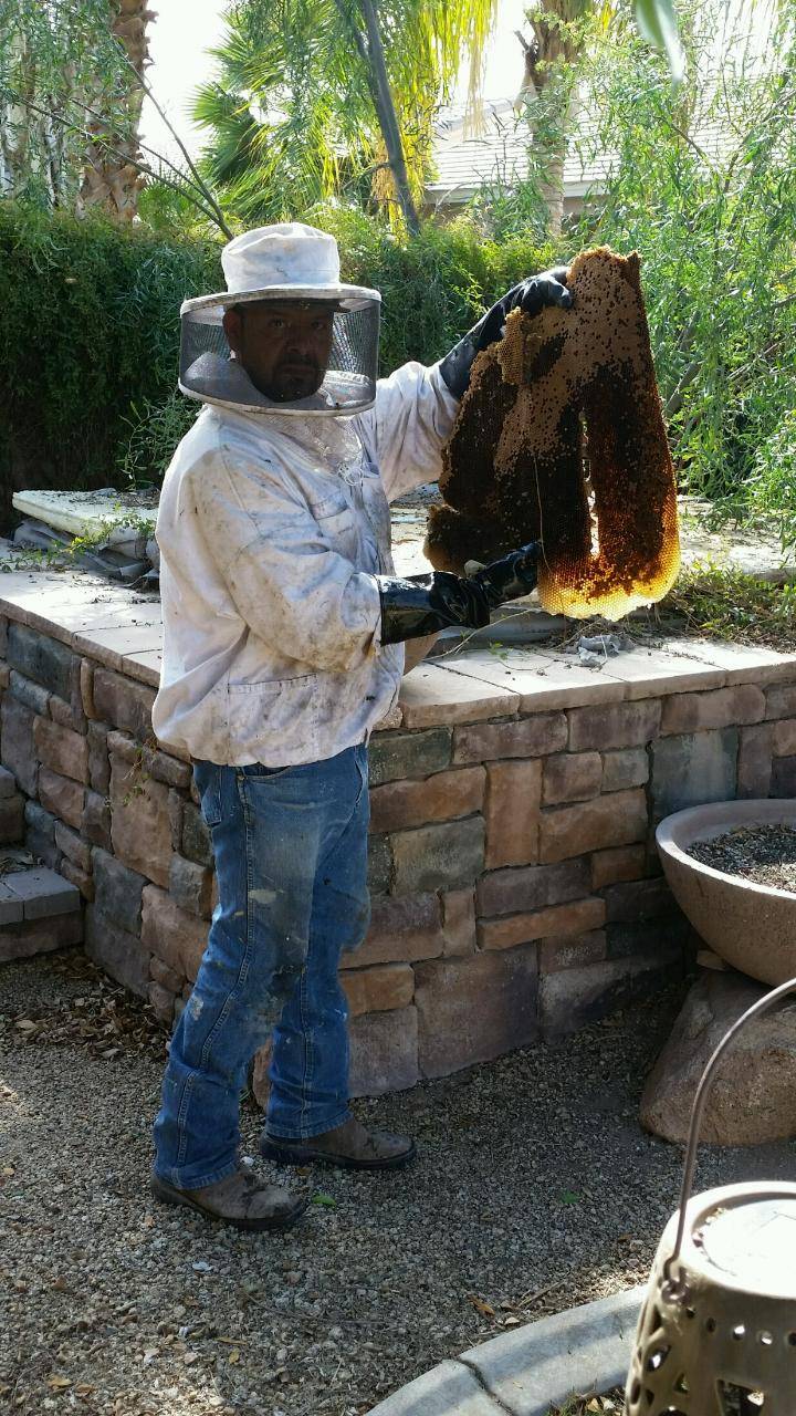 The Beehive Bee and Wasp Removal | 1852 E Bruce Ave, Gilbert, AZ 85234, USA | Phone: (602) 600-5382