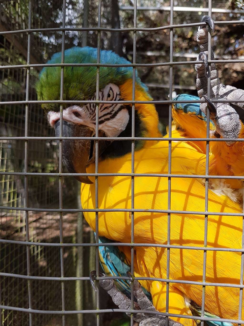 rainforest clinic for birds and exotics