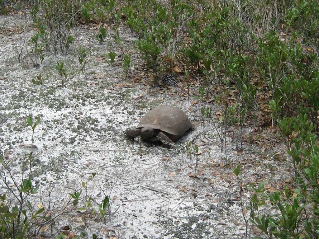 Green Swamp Wilderness Preserve - Hampton Tract | 18490 Rockridge Rd, Polk City, FL 33868, USA | Phone: (352) 796-7211 ext. 4470