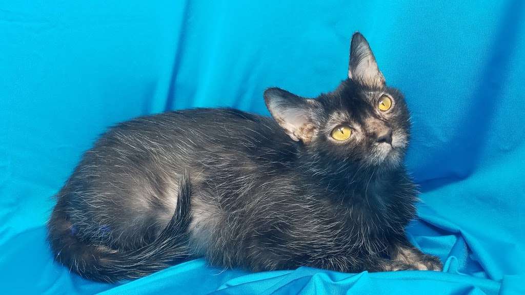 Faolan Lykoi | Cty CI &, County Rd E, Palmyra, WI 53156, USA