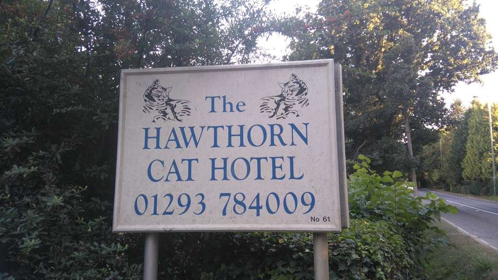 Hawthorn Cat Hotel | 61 Reigate Rd, Horley RH6 0HL, UK | Phone: 01293 784009