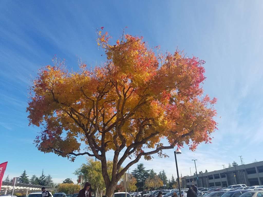 Parking Lot C | Cupertino, CA 95014