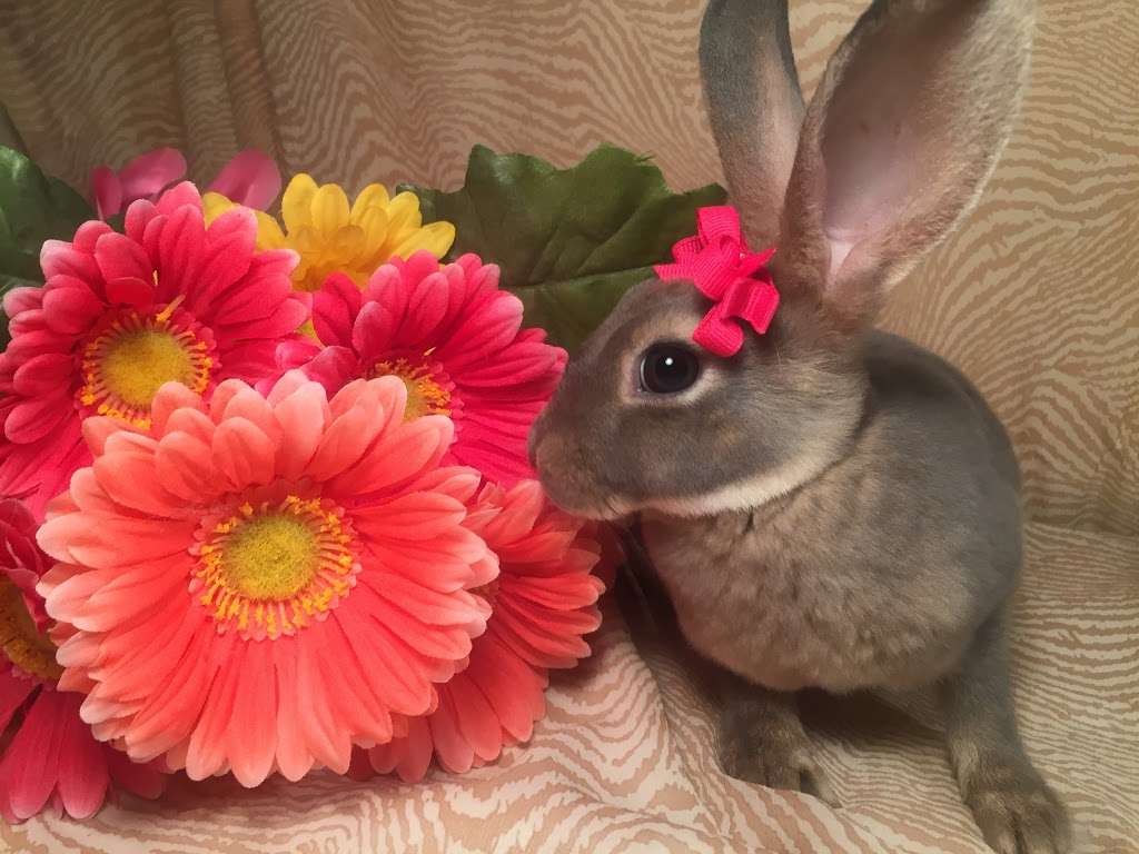 Misty Blues Bunnies | 265 N Scalybark Trail, Concord, NC 28027, USA | Phone: (704) 728-4924