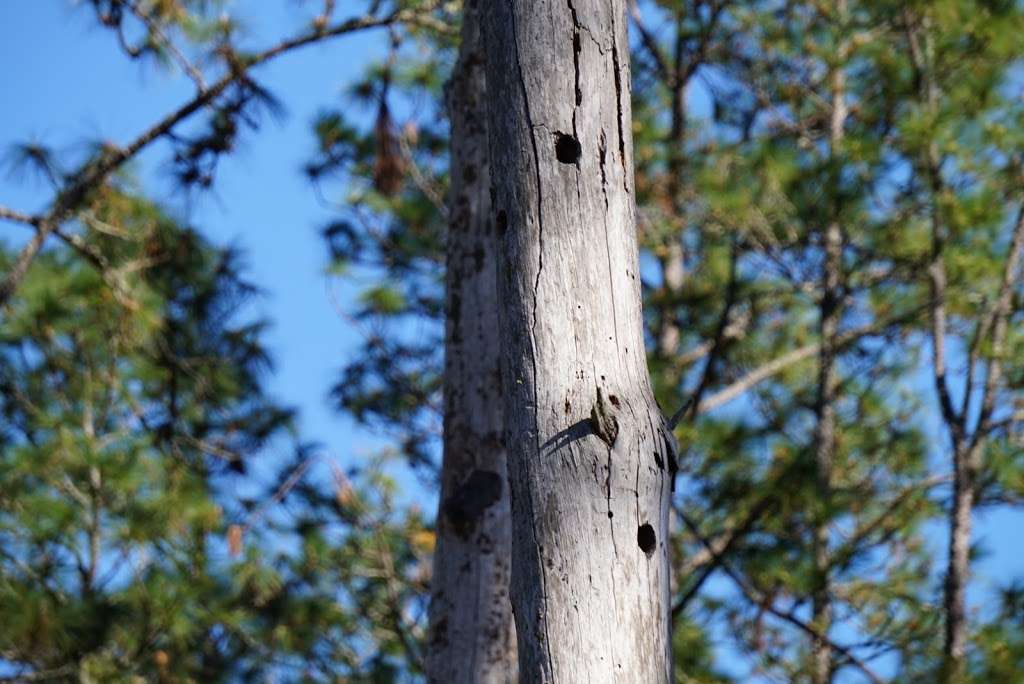 Pats Island Trailhead | F R 51, Fort McCoy, FL 32134, USA