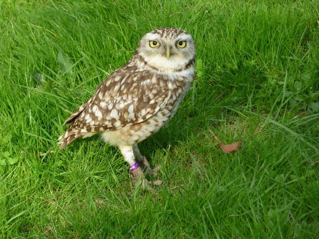 The Raptor Centre | Hobbledown, Horton Ln, Epsom KT19 8PT, UK | Phone: 01892 861175