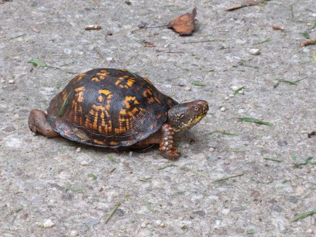 Torrey C. Brown Rail Trail, Parkton, MD | Torrey C. Brown Rail Trail, Parkton, MD 21120, USA