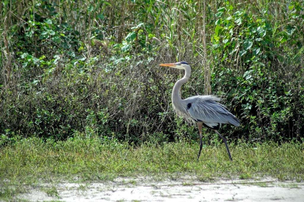 Loxahatchee Everglades Airboat Tours and Rides | 15490 Loxahatchee Rd, Parkland, FL 33076, USA | Phone: (561) 901-0661