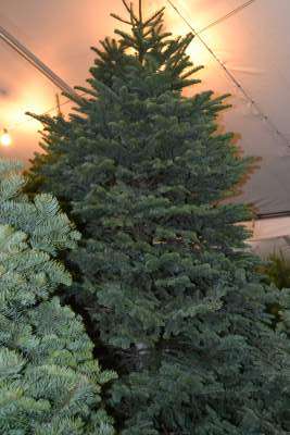 Valley View Christmas Trees | 1998-1984 E Guadalupe Rd, Tempe, AZ 85283, USA | Phone: (480) 318-7960