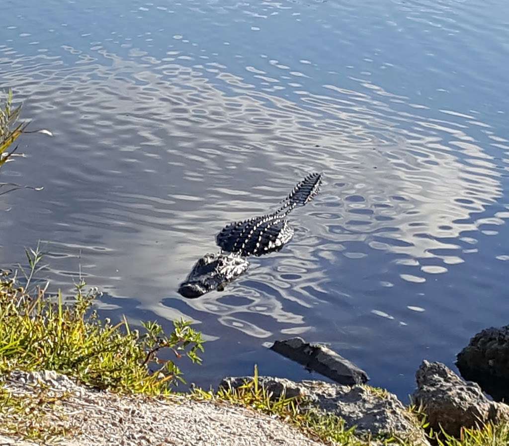 Loxahatchee Everglades Airboat Tours and Rides | 15490 Loxahatchee Rd, Parkland, FL 33076 | Phone: (561) 901-0661