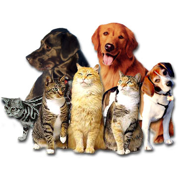 Veterinary Emergency Clinic | 195 Concord Dr, Casselberry, FL 32707 | Phone: (407) 644-4449