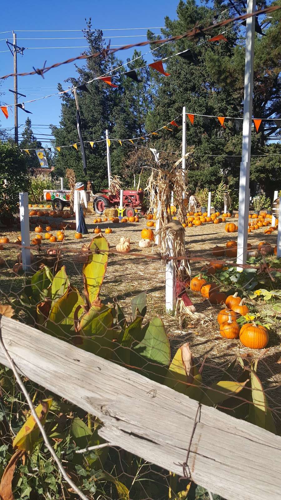 Cornucopia Fruit Stand | 14288 Winchester Blvd, Los Gatos, CA 95032 | Phone: (408) 374-6453