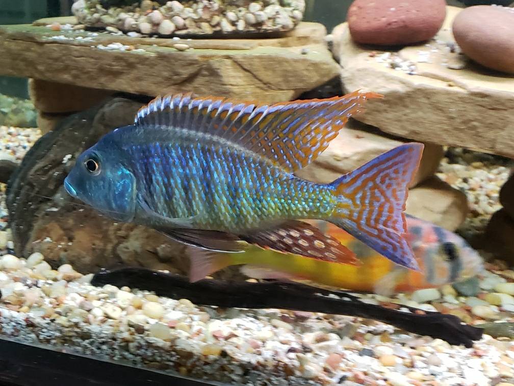 Vegas Valley Cichlids | 5381 Lindero Pl, Las Vegas, NV 89119, USA | Phone: (702) 420-8903