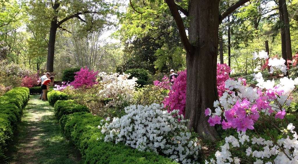 U.S. National Arboretum Azalea Collection | Washington, DC 20002, USA | Phone: (202) 245-2726