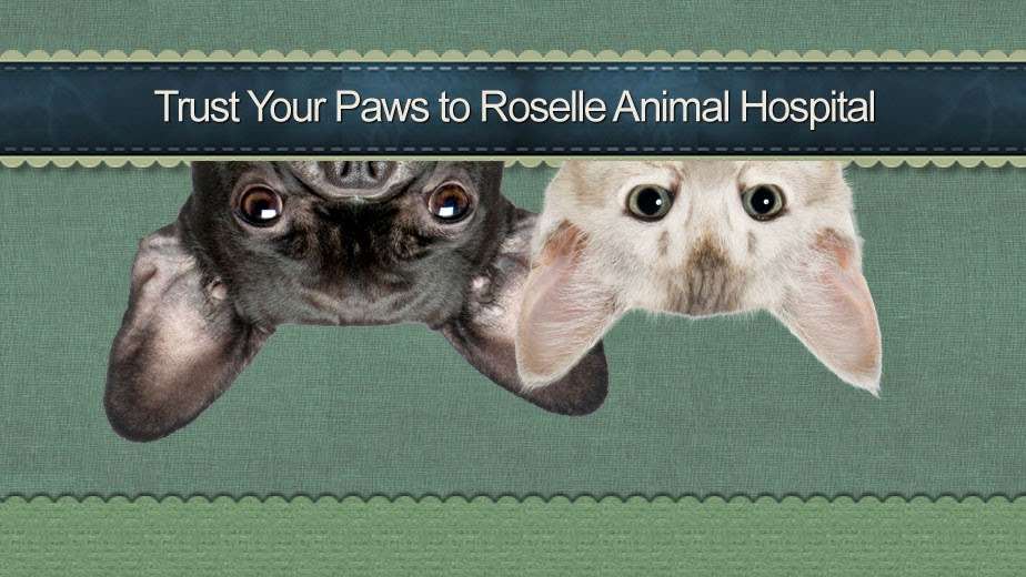 Roselle Animal Hospital | 25W571 Lake St, Roselle, IL 60172, USA | Phone: (630) 307-2200