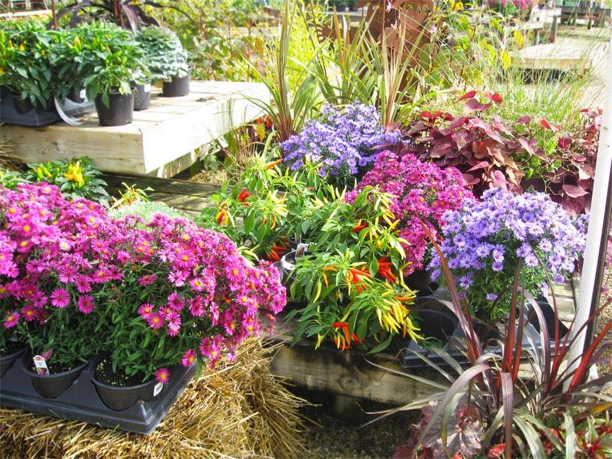 Breezy Hill Nursery, Inc | 7530 288th Ave, Salem, WI 53168, USA | Phone: (262) 537-2111