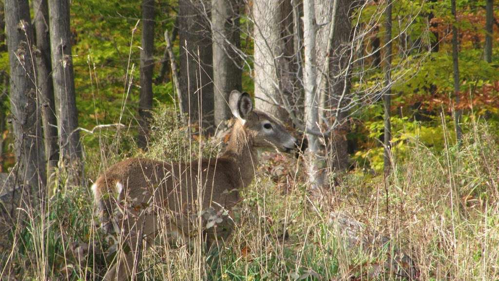 Bradys Pond Trail | Pocono Lake, PA 18347, USA