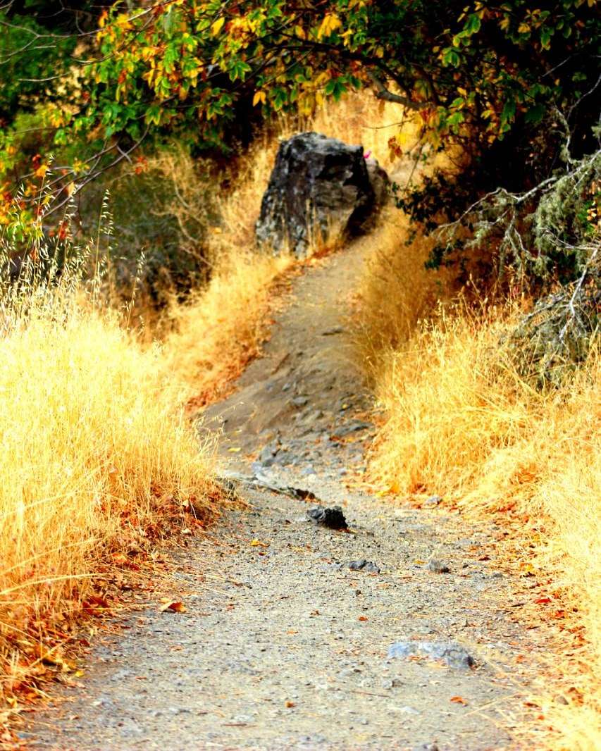 Elliot’s Nature Preserve Trail Head | Cascade Fire Rd, Fairfax, CA 94930