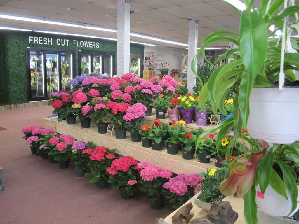 Central Florist & Nursery | 928 Park St, Stoughton, MA 02072 | Phone: (781) 344-2804