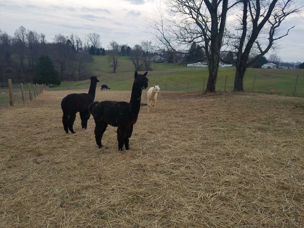 Three Oaks Farm Alpacas | 1437 Sharon Acres Rd, Forest Hill, MD 21050, USA | Phone: (443) 310-0143